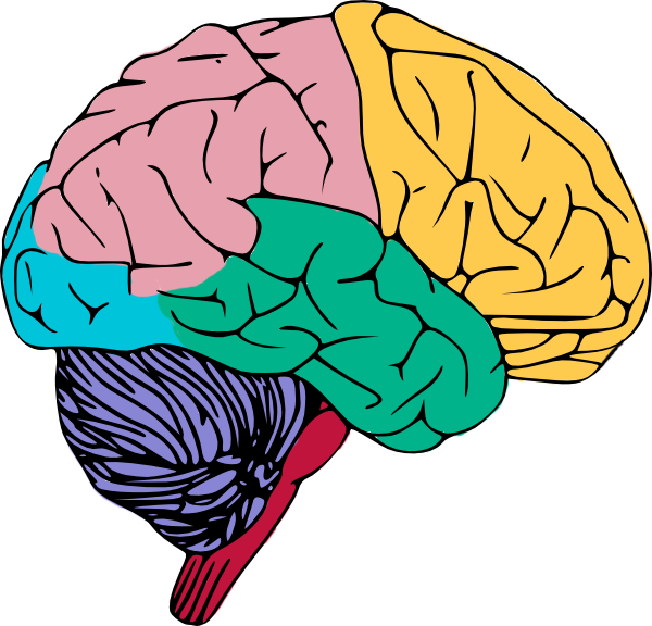 brain